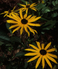 Rudbeckia 'Goldsturm'