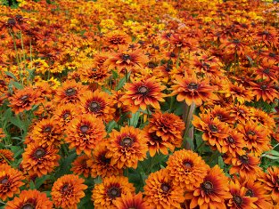 Rudbeckia hirta  'Joy Creek Select'