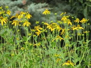 Rudbeckia laciniata