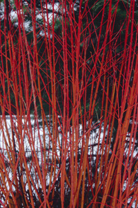 Salix 'Flame'