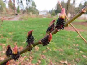 Salix gracilistyla 'Melanostachys'