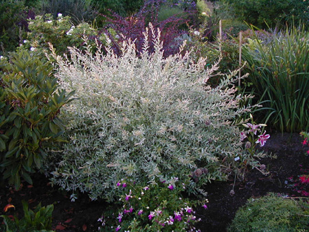 Salix integra 'Hakuro Nishiki'