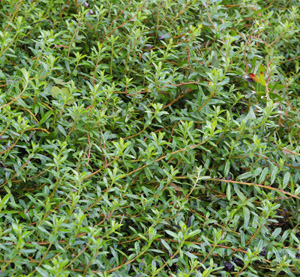 Salix lindleyana