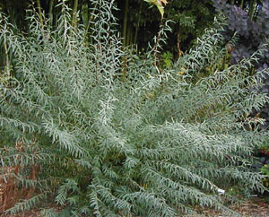 Salix purpurea