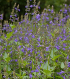 Salvia arizonica