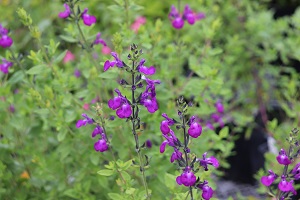 Salvia 'Christine Yeo'