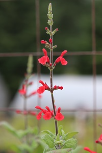 Salvia darcyi (oresbia)