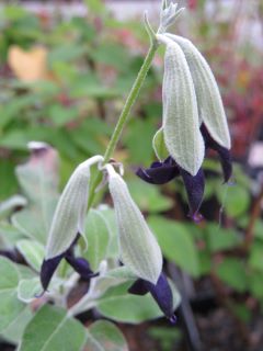 Salvia discolor