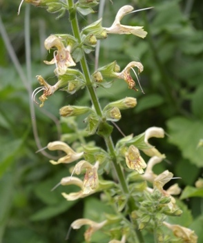 Salvia glutinosa