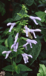 Salvia guaranitica 'Argentine Skies'