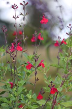 Salvia microphylla