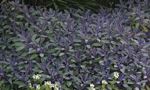 Salvia officinalis 'Purpurascens'