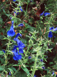 Salvia patens