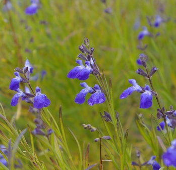 Salvia reptans (upright form)