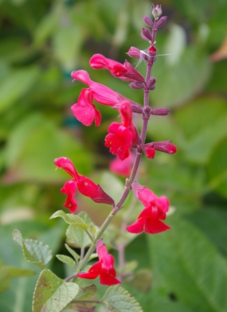 Salvia 'Silke's Dream'