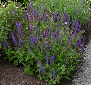 Salvia superba 'May Night'