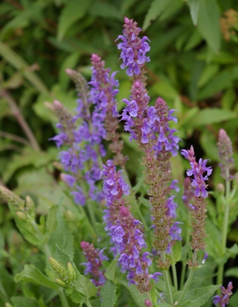 Salvia sylvestris 'Blauhugel'