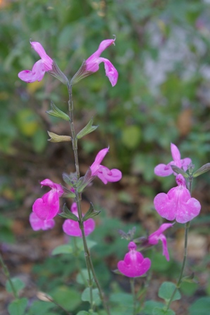 Salvia 'UC Pink'
