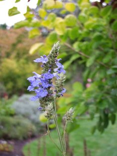 Salvia uliginosa