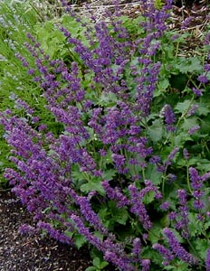 Salvia verticillata 'Purple Rain'