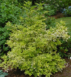 Sambucus 'Madonna'