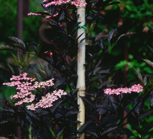 Sambucus nigra BLACK BEAUTY