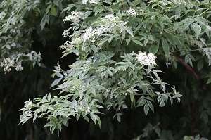 Sambucus nigra 'Pulverulenta'