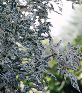 Sambucus nigra 'Purpurea'