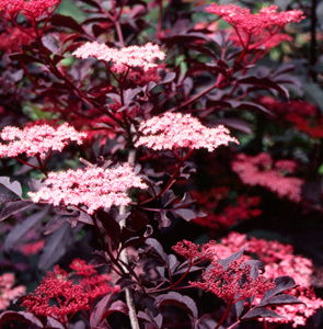 Sambucus nigra 'Thundercloud'