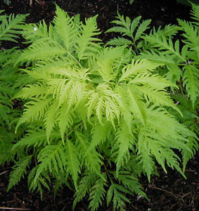 Sambucus racemosa 'Sutherland Gold'