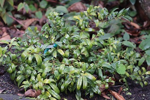 Sarcococca humilis