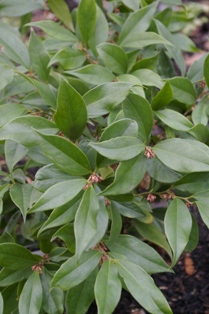 Sarcococca orientalis