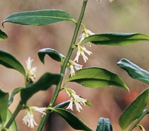 Sarcococca ruscifolia