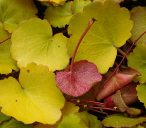 Saxifraga stolonifera 'Harvest Moon'