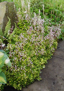 Saxifraga umbrosa 'Variegata'