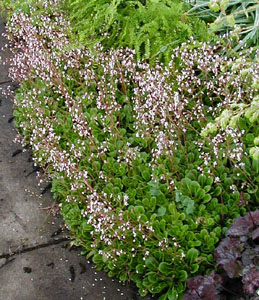 Saxifraga urbium