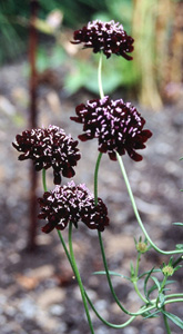 Scabiosa atropurpurea 'Black Cat'