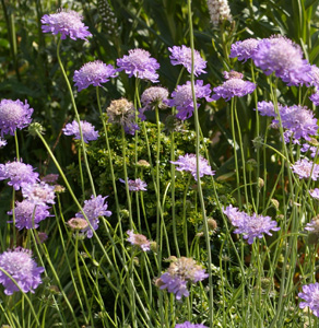 Scabiosa columbaria 'Nana'