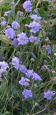 Scabiosa japonica var. alpina