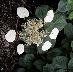 Schizophragma 'Moonlight'