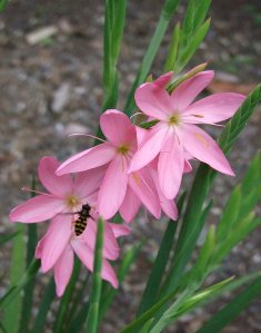 Schizostylis 'Big Mama'