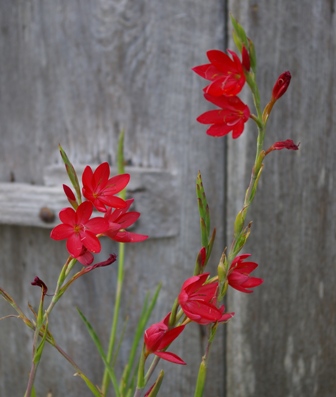 Schizostylis coccinea