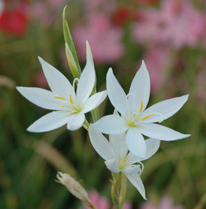 Schizostylis coccinea var. alba