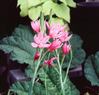 Schizostylis coccinea 'Viscountess Byng'