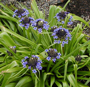 Scilla peruviana