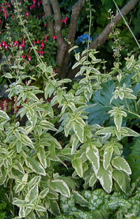 Scrophularia auriculata 'Variegata'