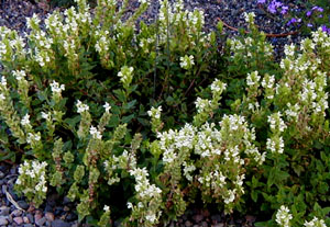 Scutellaria alpina 'Alba'