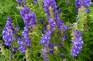 Scutellaria baicalensis