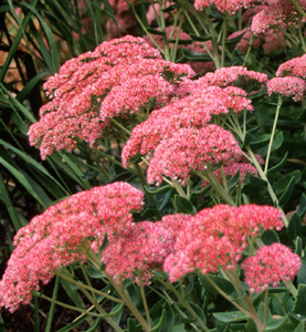 Sedum 'Autumn Joy'