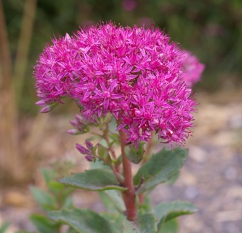 Sedum 'Carl'